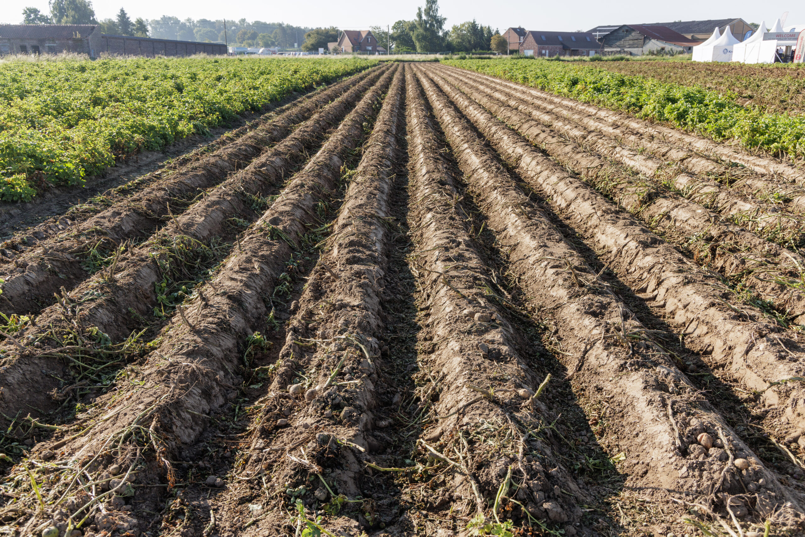 PotatoEurope2023_71145 (1)